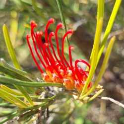 concinna subsp. lehmanniana